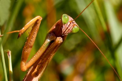 Praying Mantis