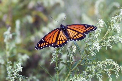 Viceroy Butterfly