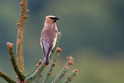 Cedar Waxwing