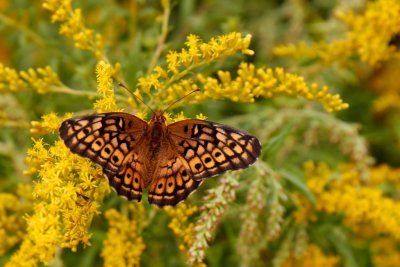 Variegated Fritillary