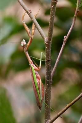 Praying Mantis