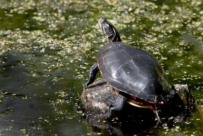 Painted Turtle