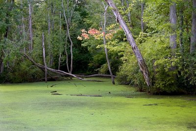In the Swamp