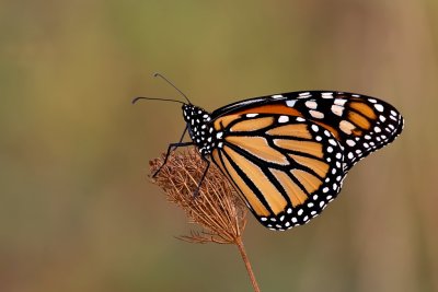 Monarch Butterfrly