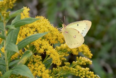 Alfalfa Sulfur butterfly