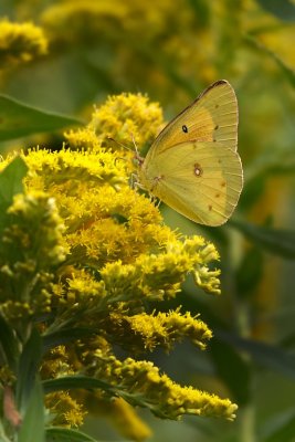 Alfalfa Sulfur Butterfly