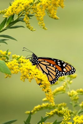 Monarch on Goldenrod
