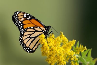 Monarch Butterfly on Golderod