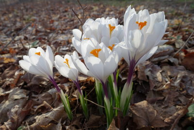 crocus1.JPG