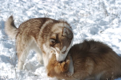 DSC_1454.JPG