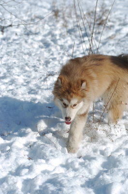 DSC_1503.JPG