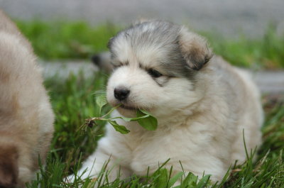 puppy_photos_july_29_2014