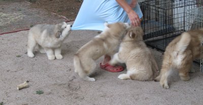 puppy_stacked_8_weeks