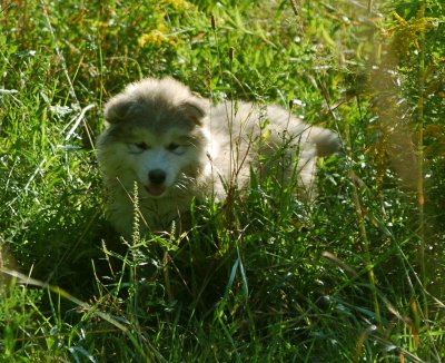 DSC_5927.JPG