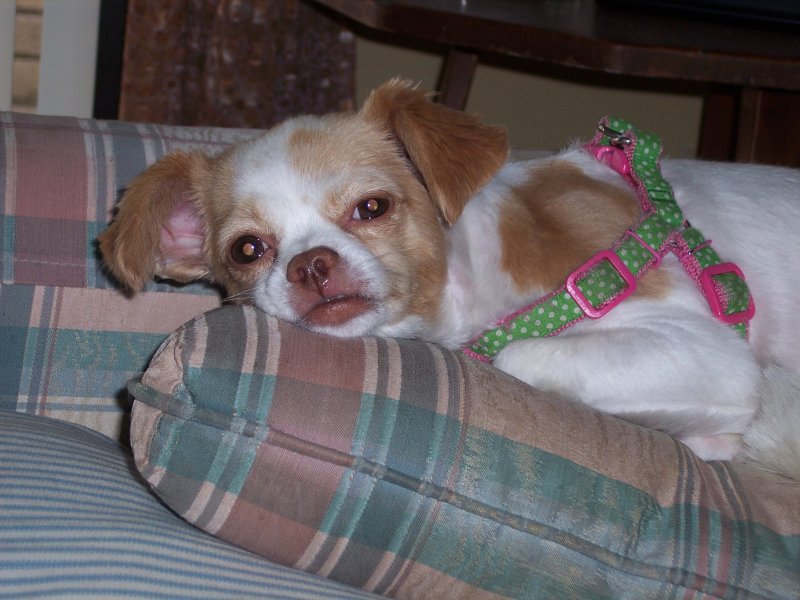 Dina