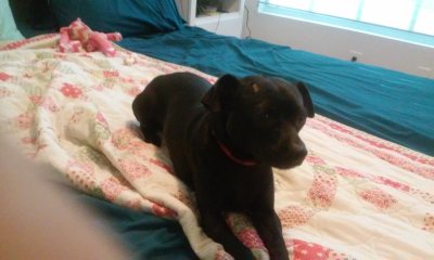 Abby 