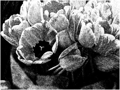 C_MatthewsD_Graphic Tulips.jpg