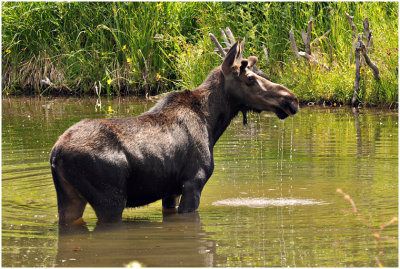 G_DeVangeT_GrandTetonMoose.jpg