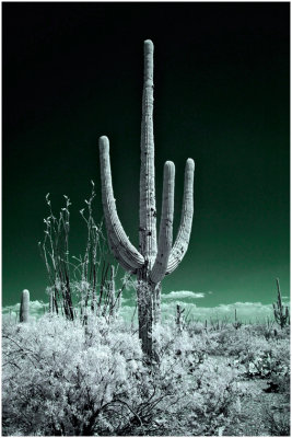 G_DeVangeT_IRCactus.jpg