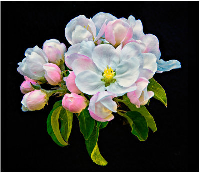 G_Egaas_Apple Blossoms.jpg