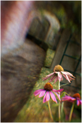 G_MadsenP_Beauty in Decay.jpg