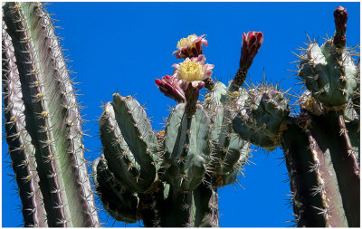 G_MuhrleinHar_Cactus Blossom.print.jpg
