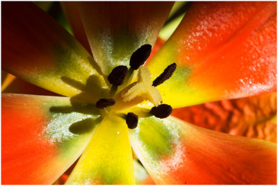 G_OzeR_Summer Flower.jpg