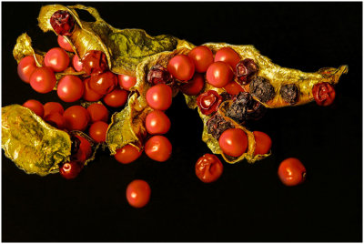 G_WagonerR_Iris Seed Pods.jpg