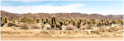 P_MuhrleinHal_Pinto Mountains Joshua Tree NP.print.jpg