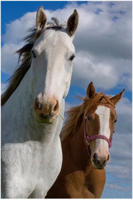 G_RootJ_Inquisitive Horses.Printed.jpg