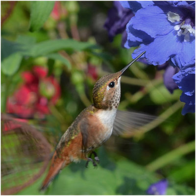 S_FarleyC_Hummer and Delphinium.jpg