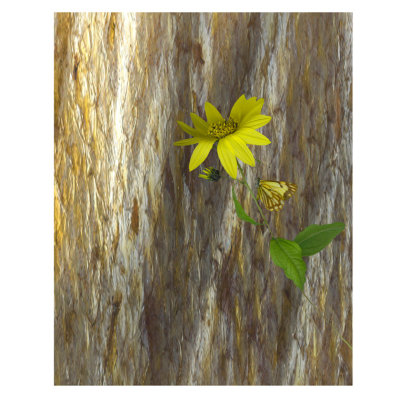 S_PearsonJ_Yellow Flower winged visitor.print.jpg