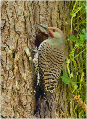 G_BockusD_Flicker working on his nest.print.jpg