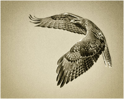 S_BockusD_Northern Harrier Hawk.print.jpg