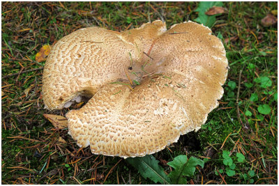 G_MuhrleinHar_Fungi.jpg