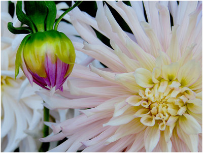 G_RootJ_Dalahia Bud and Flower.jpg