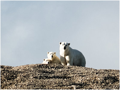 G_TiffanyM_Mama Polar Bear and Cubs.jpg