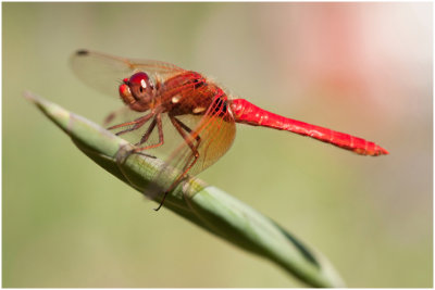 G_TiffanyM_Red Dragonfly.jpg
