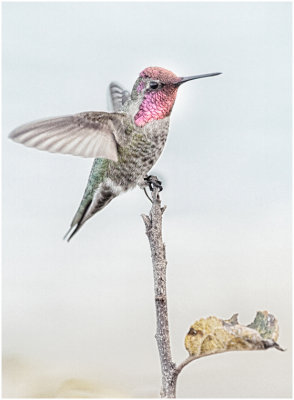 G_BockusD_Humming Bird.print.jpg