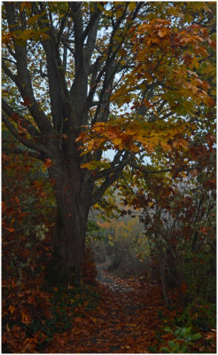 S_JamesN_Autumn Mystery Path.jpg