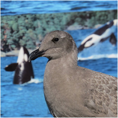 C_RootJ_Sea Gull with Orcas.jpg