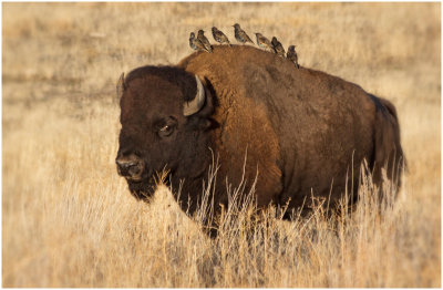 S_DeArmanS_AntelopeIslandBison.jpg