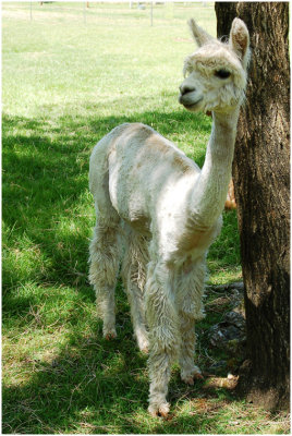 S_MurphyB_Llama.jpg