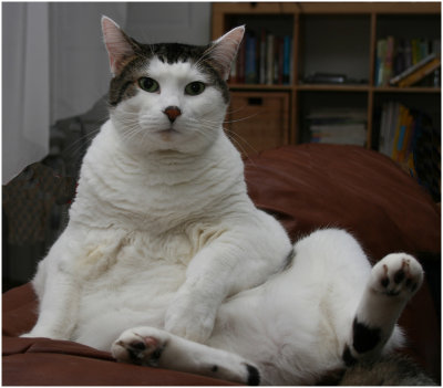 S_RootJ_Portrait of a Fat Cat.jpg