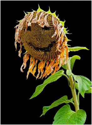 G_BockusD_Sunflower dressed for Halloween.print.jpg