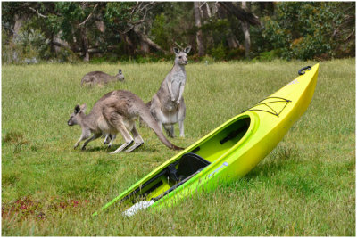 G_McGregorC_Kayak and Kangaroos.jpg