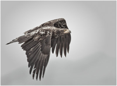 G_BockusD_Young eagle in flight.print.jpg