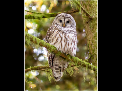 G_Barred Owl, Grand Forest_WyattG.jpg