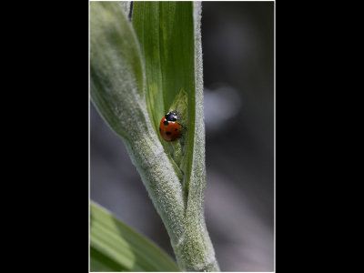 G_Lady Bird_DeArmanS.jpg