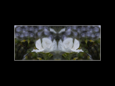 G_Rosemirror_Marrs.jpg